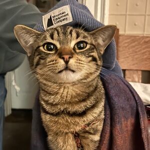 Meet your Posher, Abigail